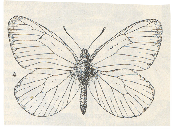 Рисунок бабочки капустницы